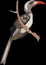 Grey Hornbill clipart