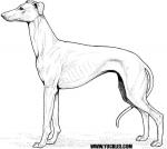 Greyhound coloring