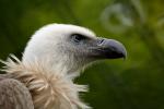 Griffon Vulture svg