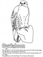 Gyrfalcon coloring