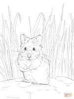 Hamster coloring
