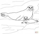 Seal coloring