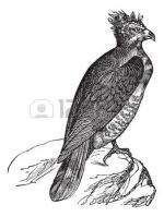 Harpy Eagle clipart