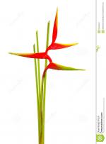 Heliconia clipart