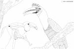Hornbill coloring