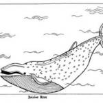 Humpback Whale coloring