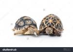 Indian Star Tortoise clipart