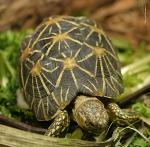 Indian Star Tortoise svg