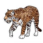 Jaguar clipart
