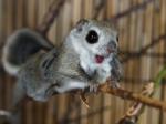 Japanese Dwarf Flying Squirrel clipart