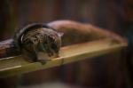 Japanese Dwarf Flying Squirrel coloring
