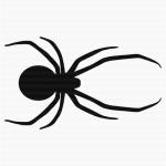 Jumping Spider clipart