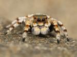 Jumping Spider coloring