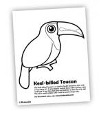 Keel-billed Toucan coloring