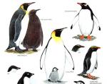 King Emperor Penguins svg