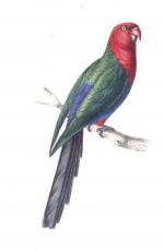 King Parrot svg