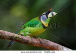 Large Green Barbet clipart
