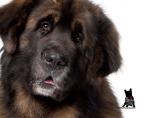 Leonberger coloring