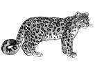 Snow Leopard clipart