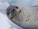 Leopard Seal clipart