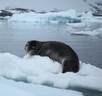 Leopard Seal svg