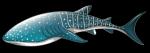 Leopard Shark clipart