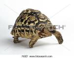 Leopard Tortoise clipart