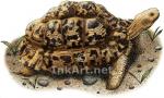 Leopard Tortoise coloring