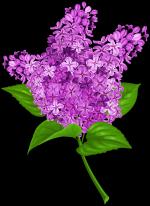Lilac clipart