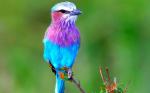 Lilac-breasted Roller coloring