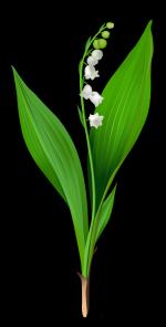 Lily Of The Valley clipart