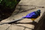 Long-tailed Glossy Starling coloring