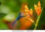 Long-tailed Sylph clipart