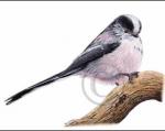 Long-tailed Tit svg