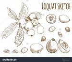 Loquat coloring
