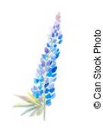 Lupine clipart