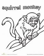 Squirrel Monkey coloring