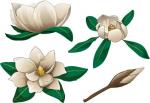 Magnolia Blossom clipart