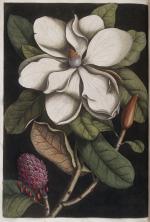 Magnolia Blossom svg