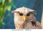 Malay Eagle Owl clipart
