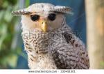 Malay Eagle Owl coloring