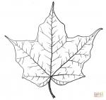 Maple Leaf coloring