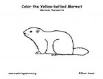 Marmot coloring