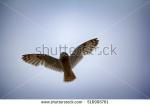 Marsh Owl clipart