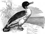 Merganser Duck clipart