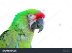 Military Macaw clipart
