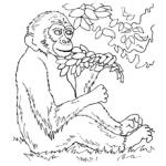 Monkey coloring