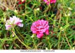 Moss Rose coloring
