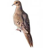 Mourning Dove clipart