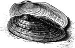 Mussel clipart